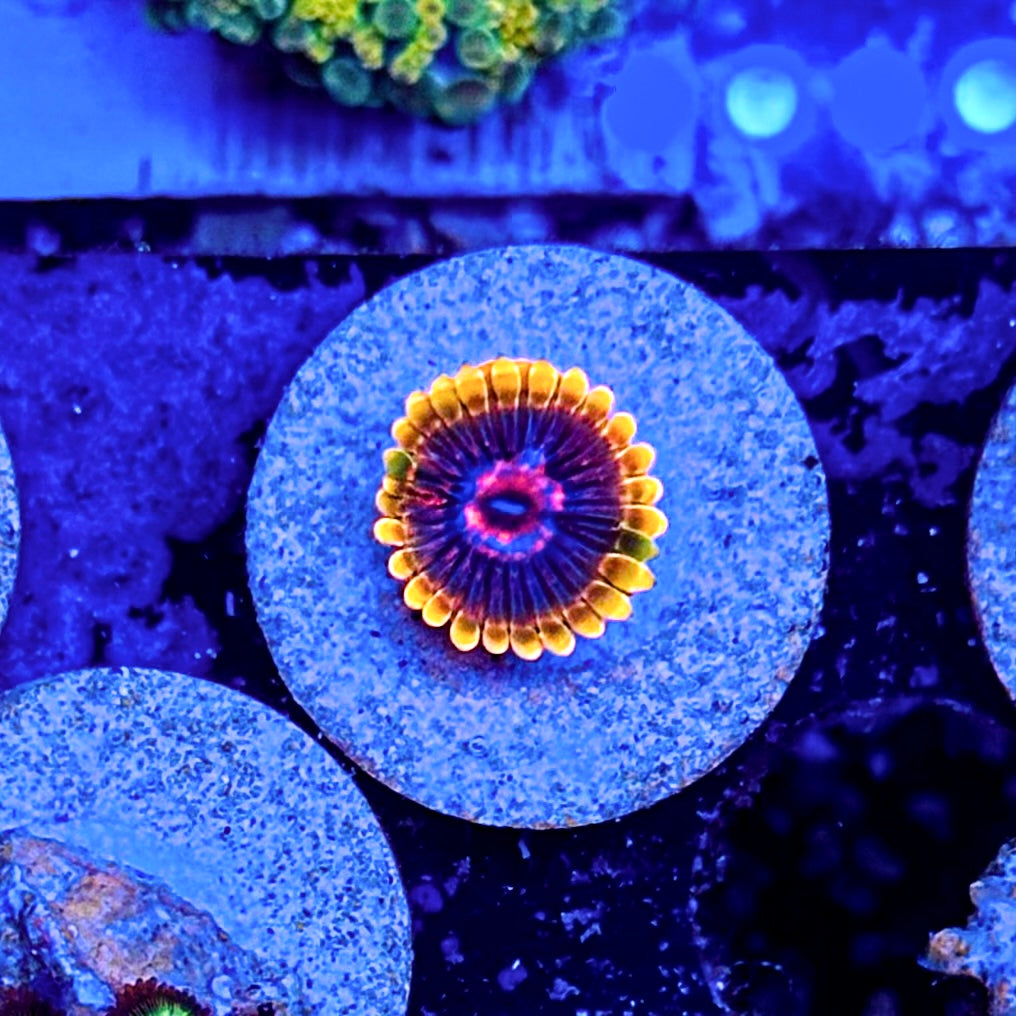 Mindtricks Zoanthid