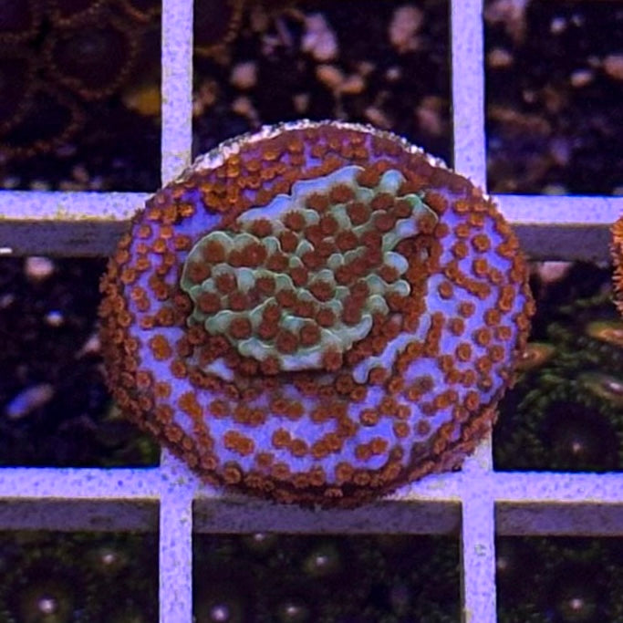 Aquaman Montipora