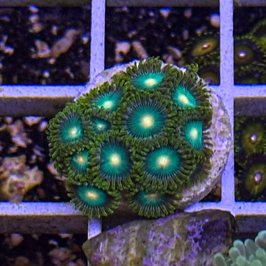 Radioactive Dragon Eye Zoanthids