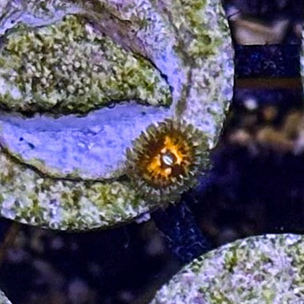 Reverse Hallucination Zoanthid