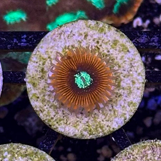 Magician Zoanthid