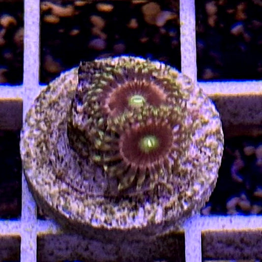 Bozo’s Birthday Zoanthids