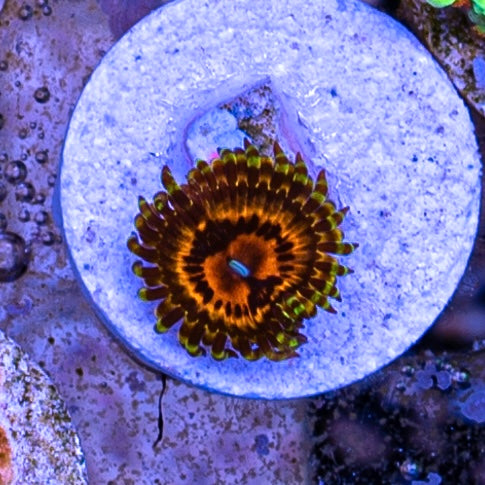 Reverse Hallucination Zoanthid