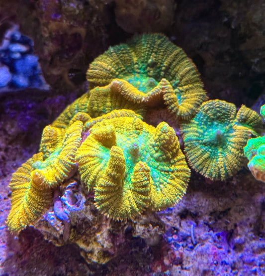 Tequila Sunrise Rhodactis Mushroom
