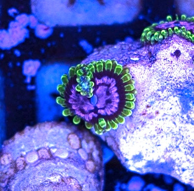 Purple Monster Zoa