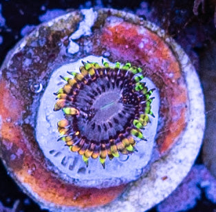 Koala Eye Zoanthid