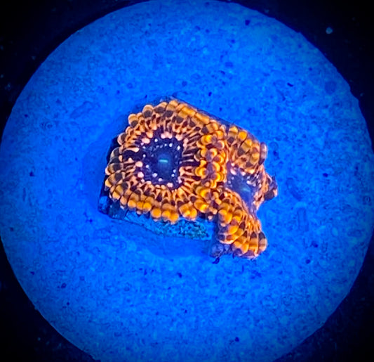 Utter Chaos Zoa